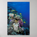 Recherche de poisson rouge posters Corail