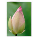 Recherche de durban cartes postales Flore