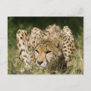Search for acinonyx jubatus postcards Africa