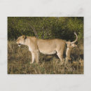 Recherche de masai mara cartes postales Lion