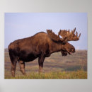 Search for ungulate posters Herbivore