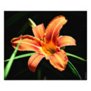 Search for lillies photography Orange