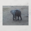 Recherche de savane cartes postales Éléphant