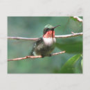 Recherche de de chasse cartes postales Oiseaux