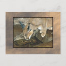Search for lynxes postcards Cats