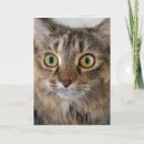 Search for maine coon cards Kitty