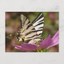 Search for black and white zebra postcards Funny