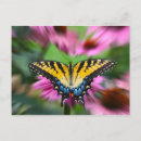 Search for swallowtail postcards Coneflower