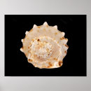 Search for conch posters Sea