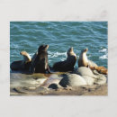 Recherche de otaries cartes postales Nature