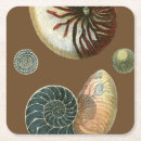 Search for sea shell coasters Conch seashell