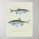 Search for retro fishing posters Fly