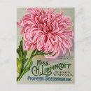 Search for mums postcards Botanical