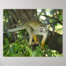 Search for squirrel monkey posters Wildlife