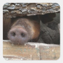 Search for poking stickers Funny