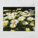 Recherche de marguerites blanches cartes postales Fleurs