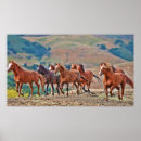 Search for mustangs posters Freedom