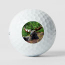 Search for moose golf balls Wildlife
