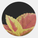 Search for coleus Garden
