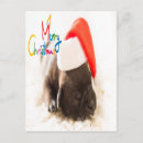 Recherche de carlin noël cartes postales Chiot