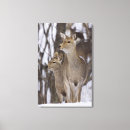Search for does canvas prints Deer