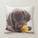 Search for labrador pillows Cute