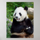 Search for panda eating bamboo posters Animals