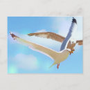Recherche de mouette cartes postales Sauvage