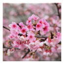 Recherche de fleurs de cerisier posters Pour elle