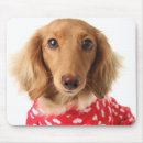 Recherche de chiot teckel tapis souris Animal