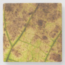 Search for macro coasters Leaf