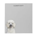 Recherche de caniche blanc Gris