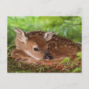 Recherche de faon cartes postales Mignon