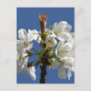 Search for spring bloom postcards Blossoms