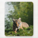 Search for sumatran electronics Feline