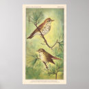 Search for thrushes posters Hermit thrush