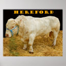 Recherche de beef posters Cattle
