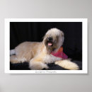 Recherche de race pure art Chiot