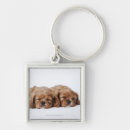 Search for cavalier king charles spaniel stuff keychains Nature