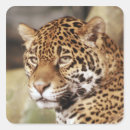 Search for jaguar stickers Animal
