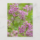 Search for lila postcards Flower