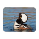 Recherche de marchand magnets Canard