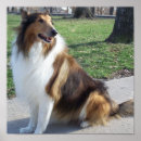 Recherche de collie posters Animal