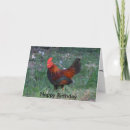 Search for barnyard animals birthday cards Chicken