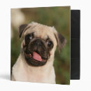 Search for fawn binders Pug