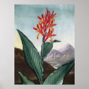 Recherche de roseau posters Botanique