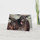 Search for primates cards Wildlife