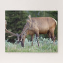 Recherche de wapiti puzzles Nature