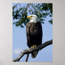 Recherche de oiseau américain posters Chauve