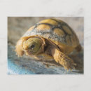 Recherche de gopher posters Floride